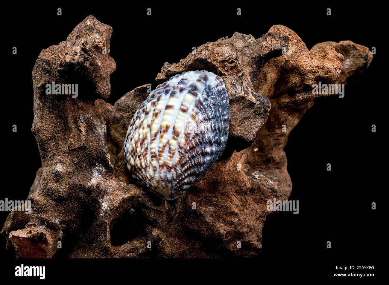 Cockleshell Structure Textured Common cockle shell on driftwood macro Stock Photo - Alamy