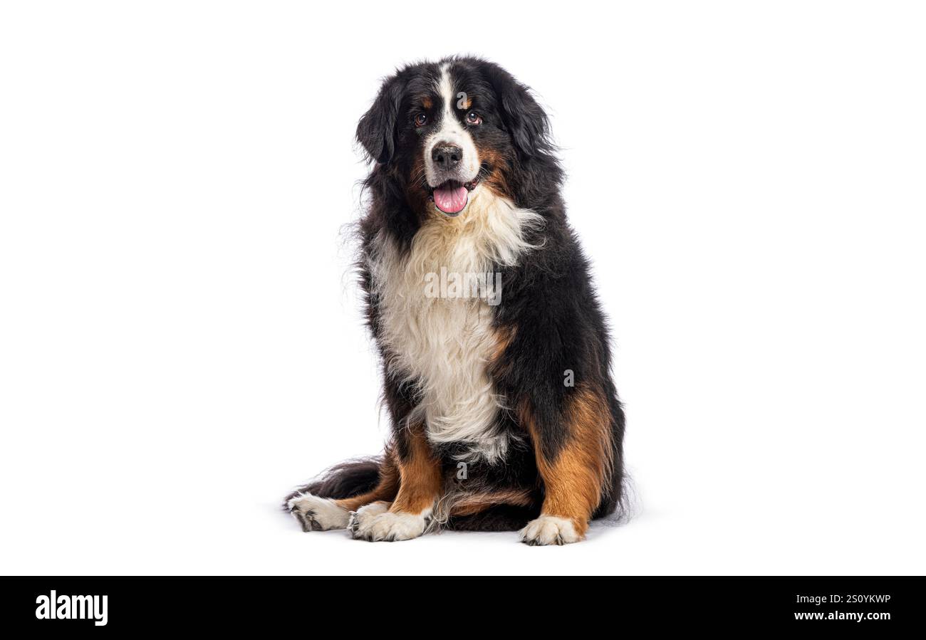 Bernese mountain dog sitting and panting, isolated on white Stock Photo - Alamy