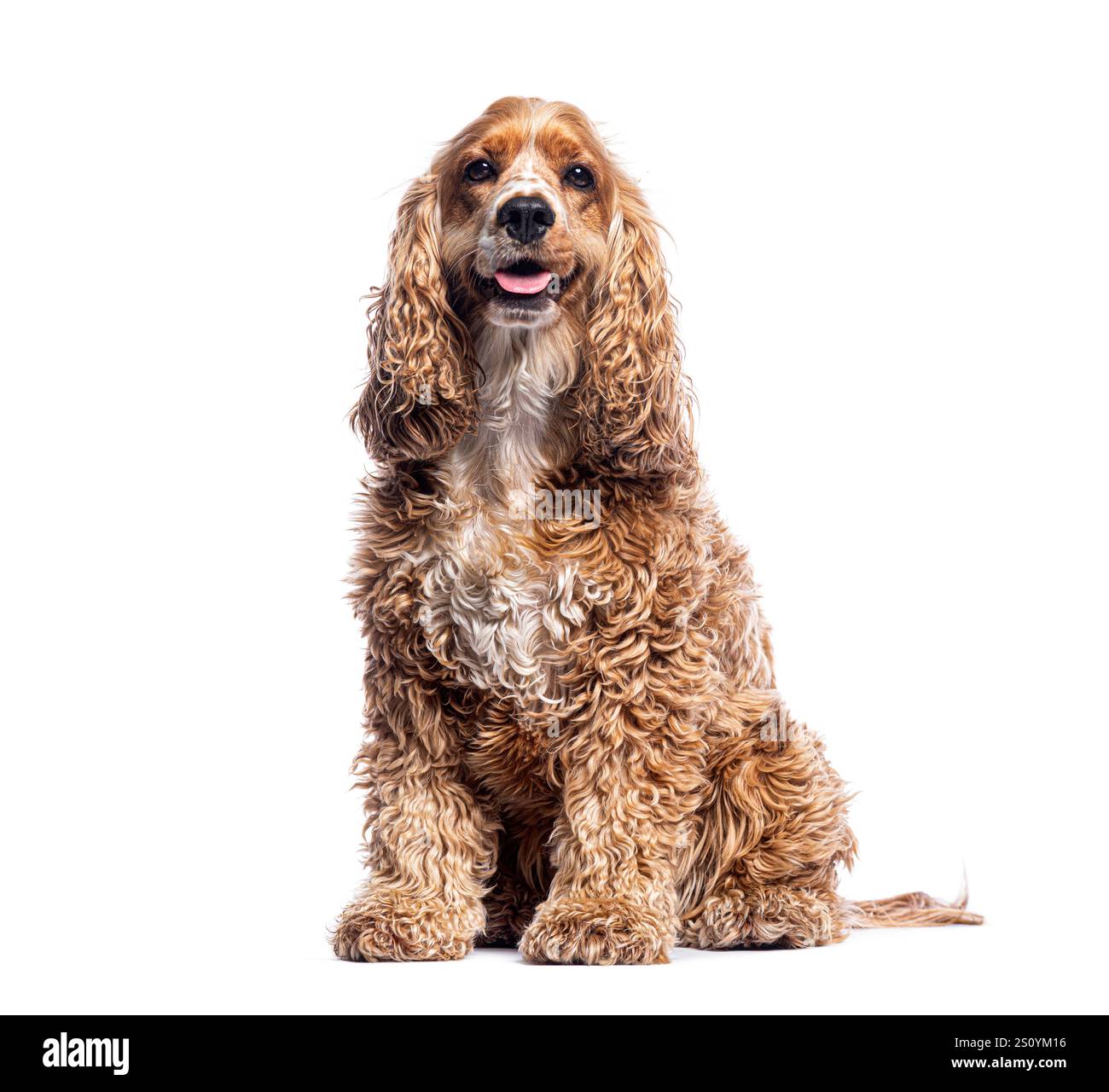 Friendly english cocker spaniel sitting and panting, isolated on a ...
