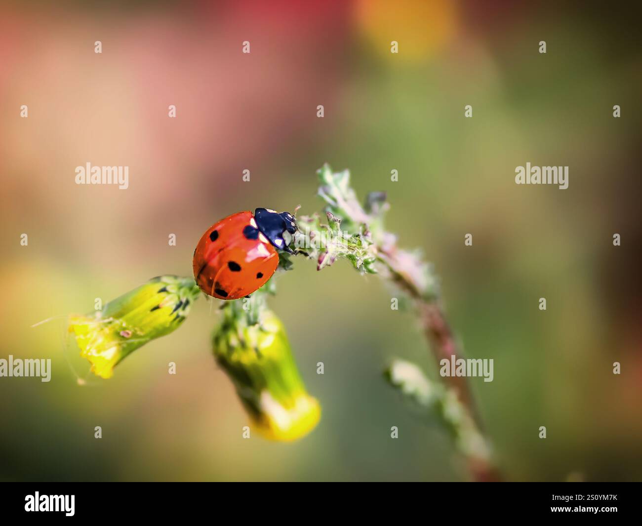 Red ladybug on a dandelion flower. Stock Photo
