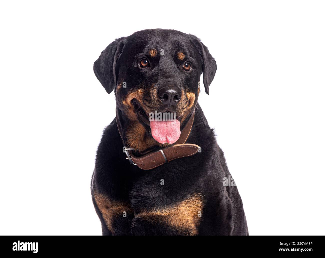 Pant Rottweiler Happy rottweiler dog panting and wearing brown leather collar on white ...