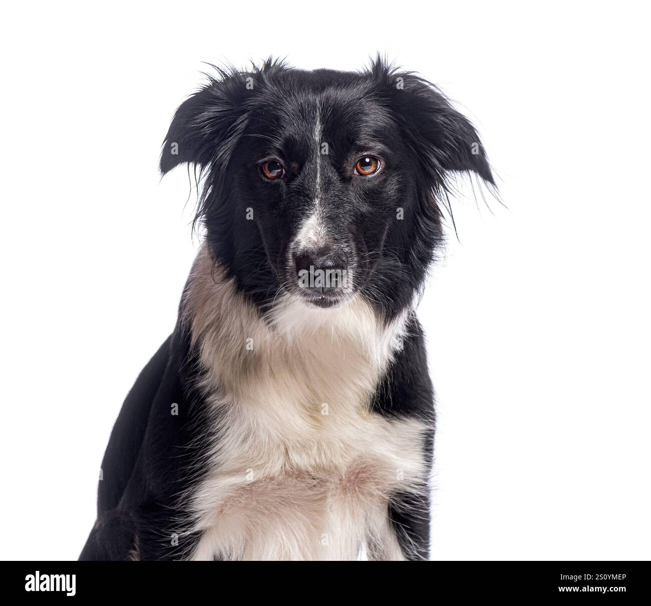 Border collie posing on white background, adorable black and white dog sitting calmly, creating a heartwarming pet portrait Stock Photo