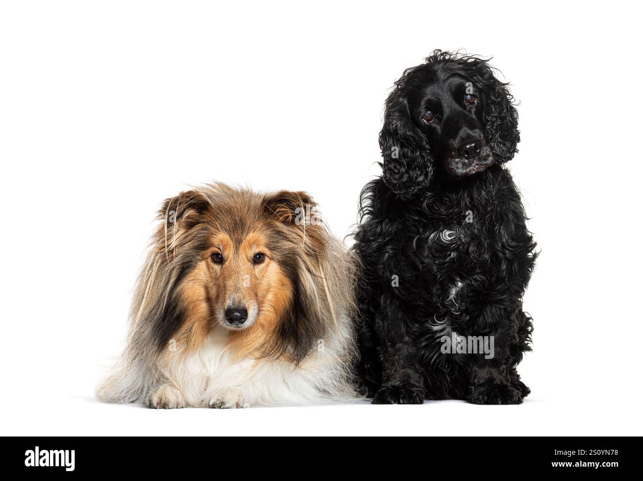 Collie spaniel hi-res stock photography and images - Alamy