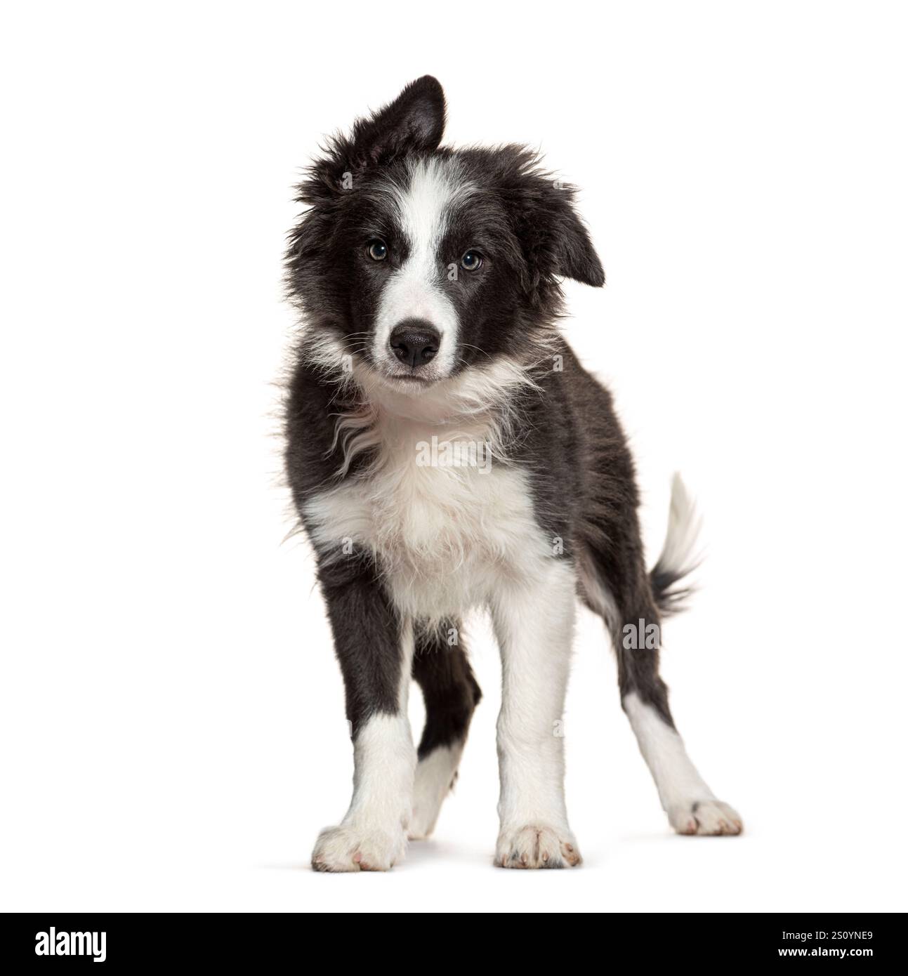 Adorable border collie puppy standing with one ear up, isolated on a clean white background Stock Photo