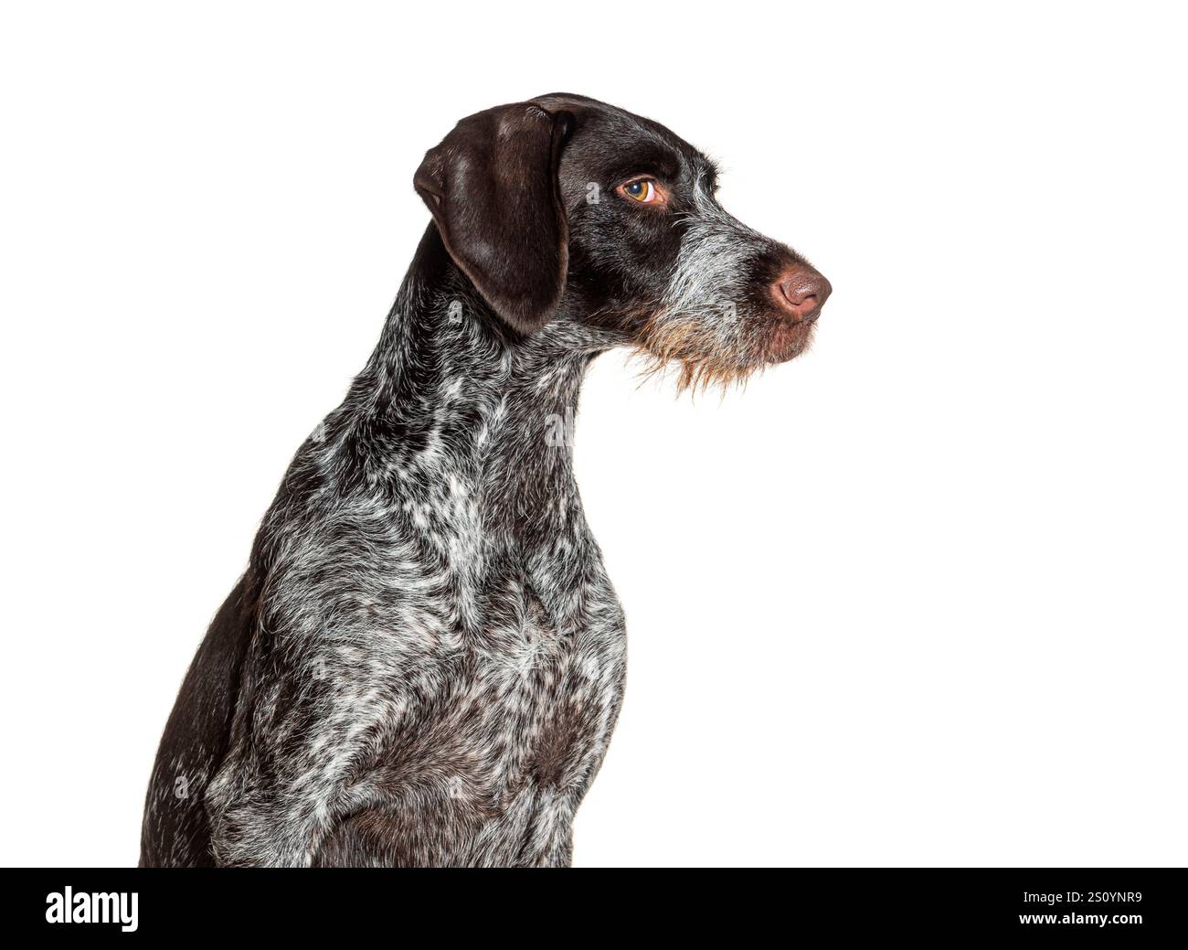 German shorthaired pointer dog leering at the camera, isolated Stock Photo