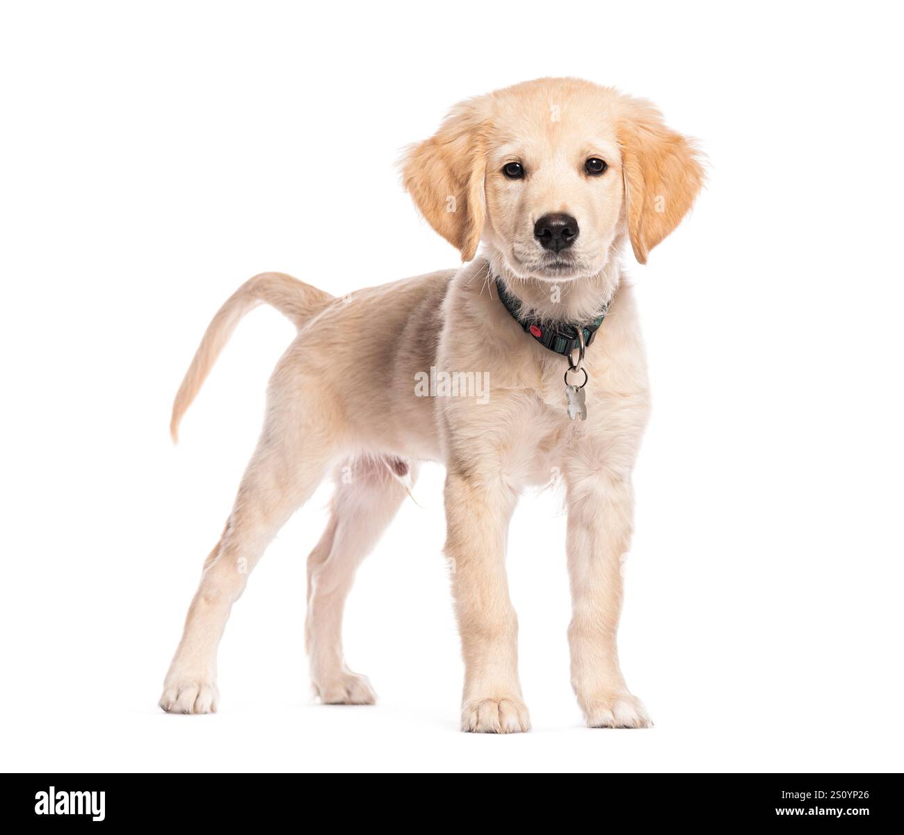 Three months old golden retriever puppy wearing a collar and tag ...