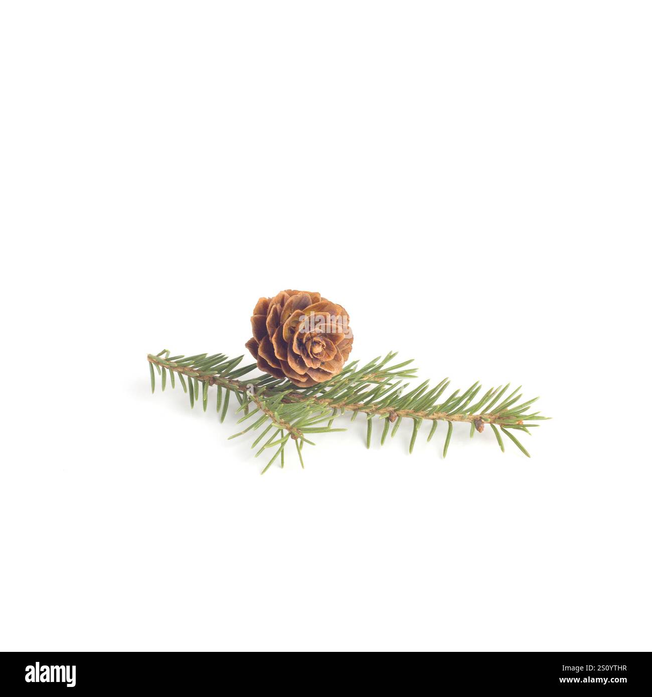 Pine cone and spruce branch isolated on white Stock Photo - Alamy