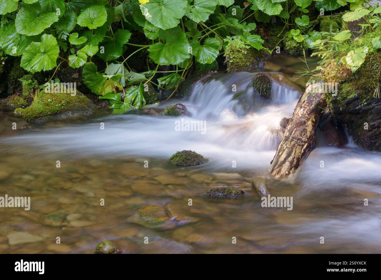 water flow of shypit stream. resources care. summer nature scenery in dappled light. closeup view of refreshing outdoor background. europe sustainabil Stock Photo