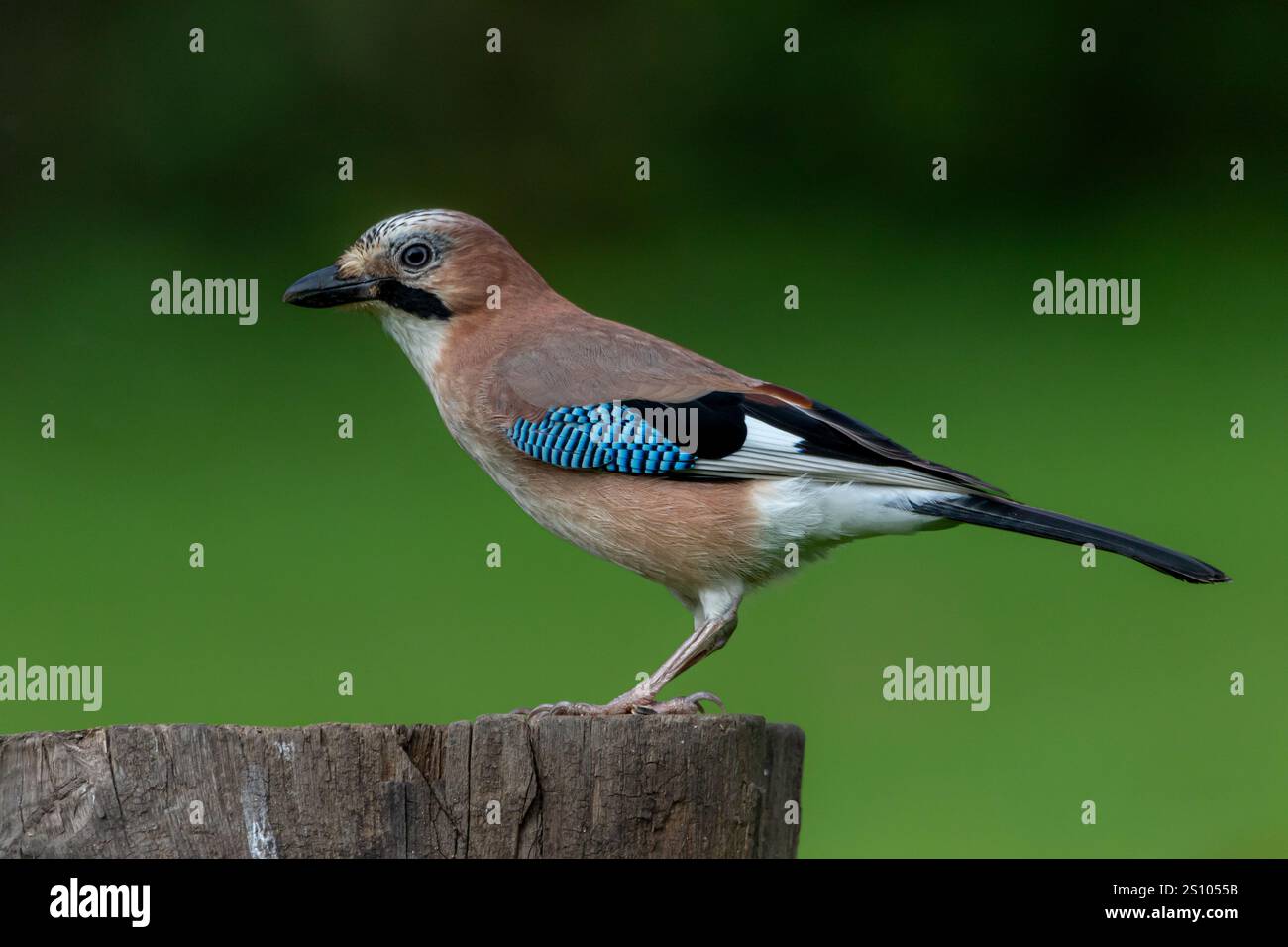 Eurasian Jay (Garrulus glandarius) perched on a wooden post with a clean, green background. Stock Photo