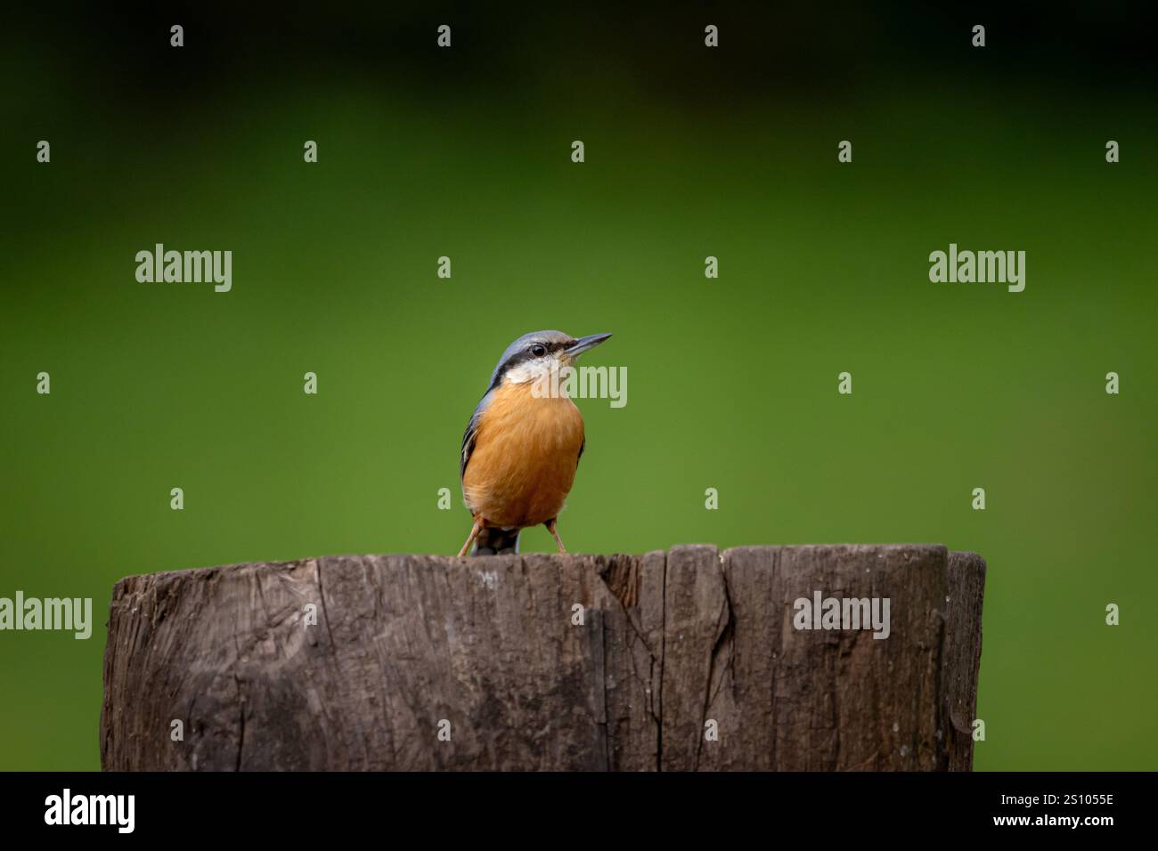 A  Eurasian Nuthatch (Sitta europaea) perched on a tree trunk with a clean, blurred background. Stock Photo