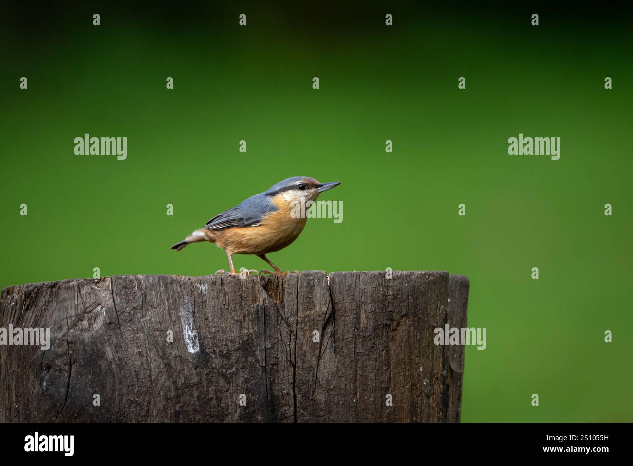 A  Eurasian Nuthatch (Sitta europaea) perched on a tree trunk with a clean, blurred background. Stock Photo