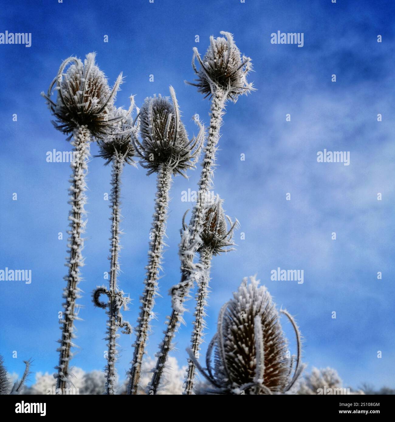 Frost-covered thistles stand tall against a clear blue sky on a cold morning in winter - Smartphone Captured Stock Image