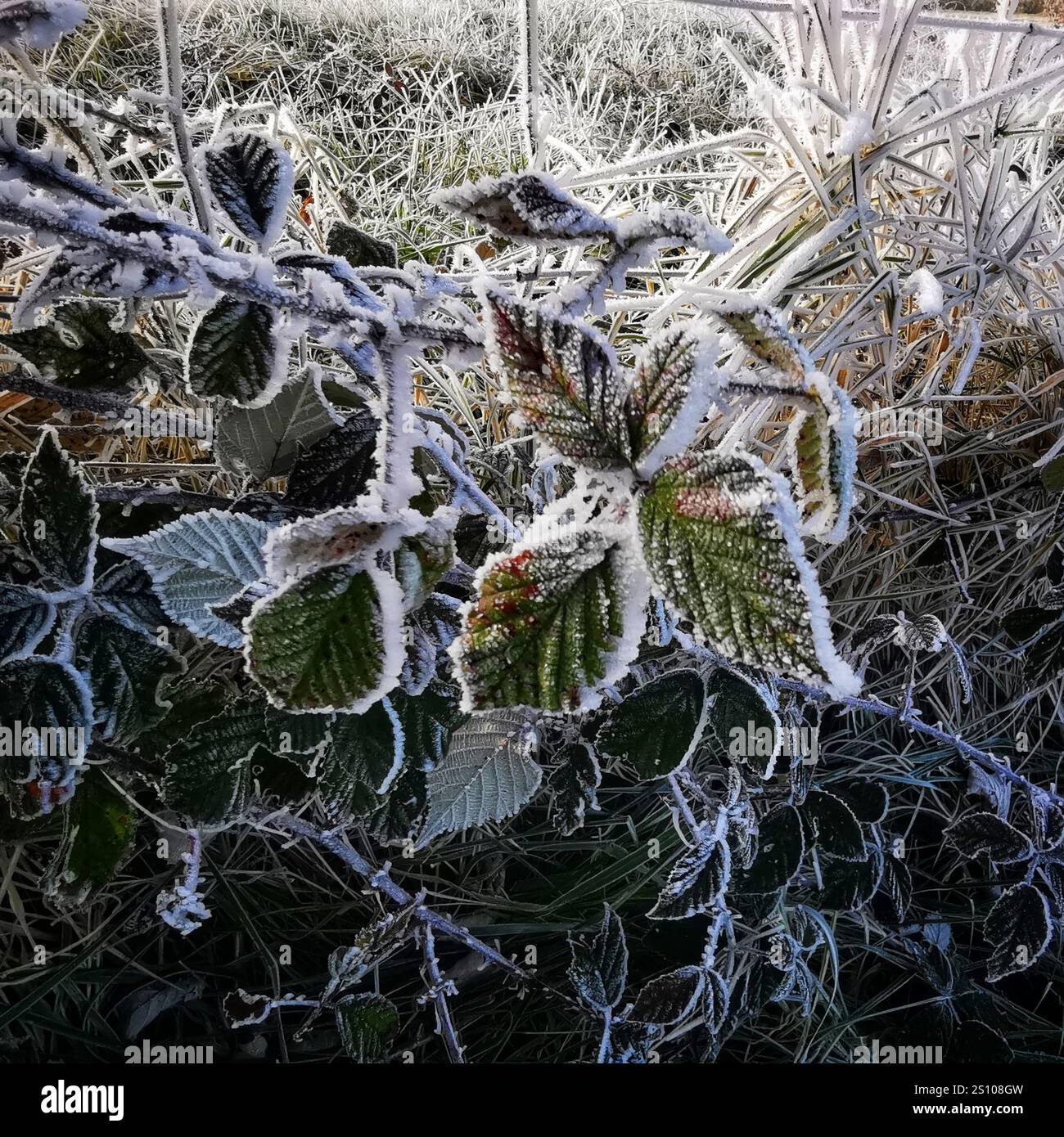 Frost-covered leaves reflecting winter's chill in a serene landscape - Smartphone Captured Stock Image