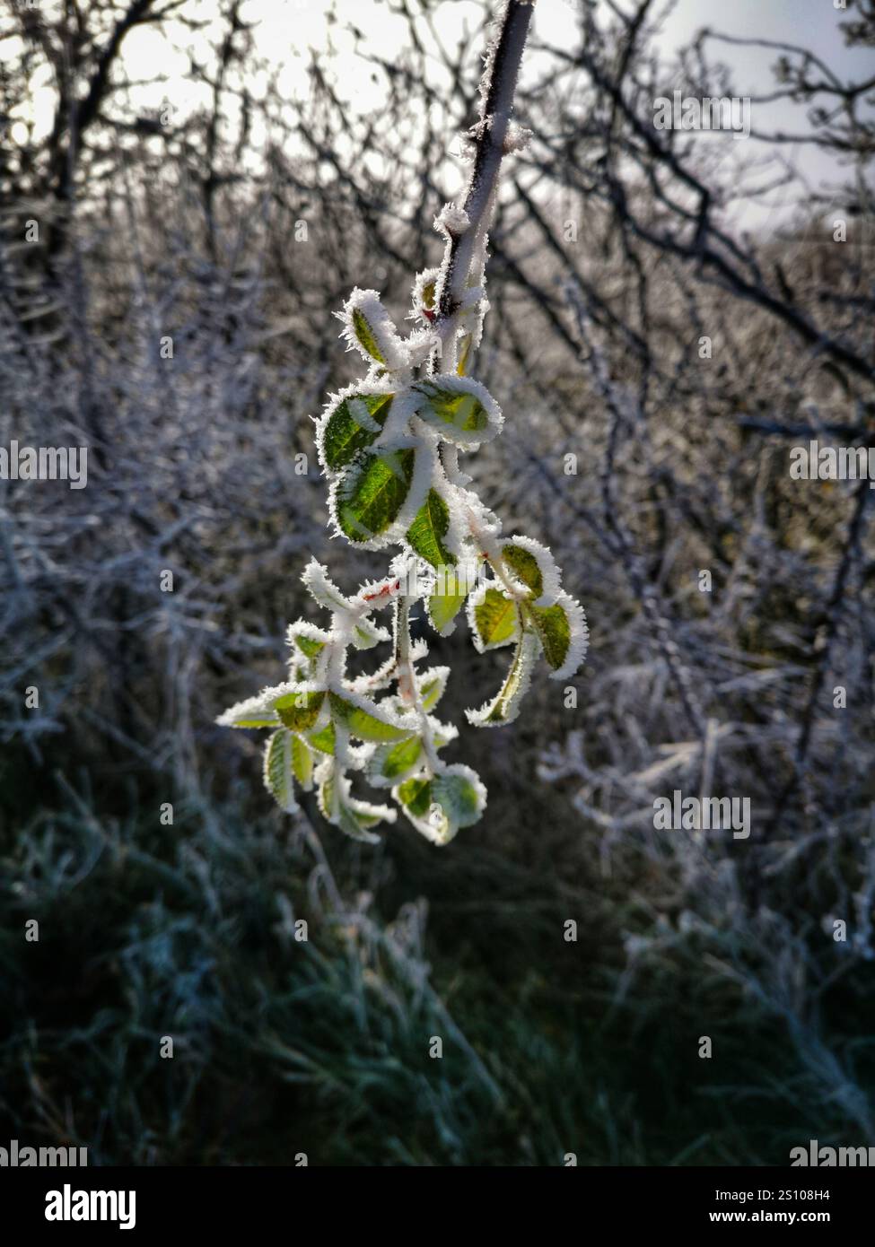 Frost-covered leaves glistening on a chilly winter morning in a serene forest setting - Smartphone Captured Stock Image