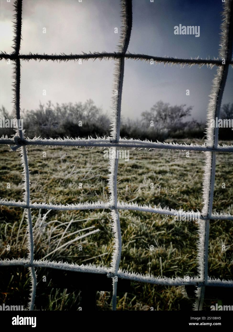 Frost-covered grass seen through a lattice fence on a misty morning in winter - Smartphone Captured Stock Image