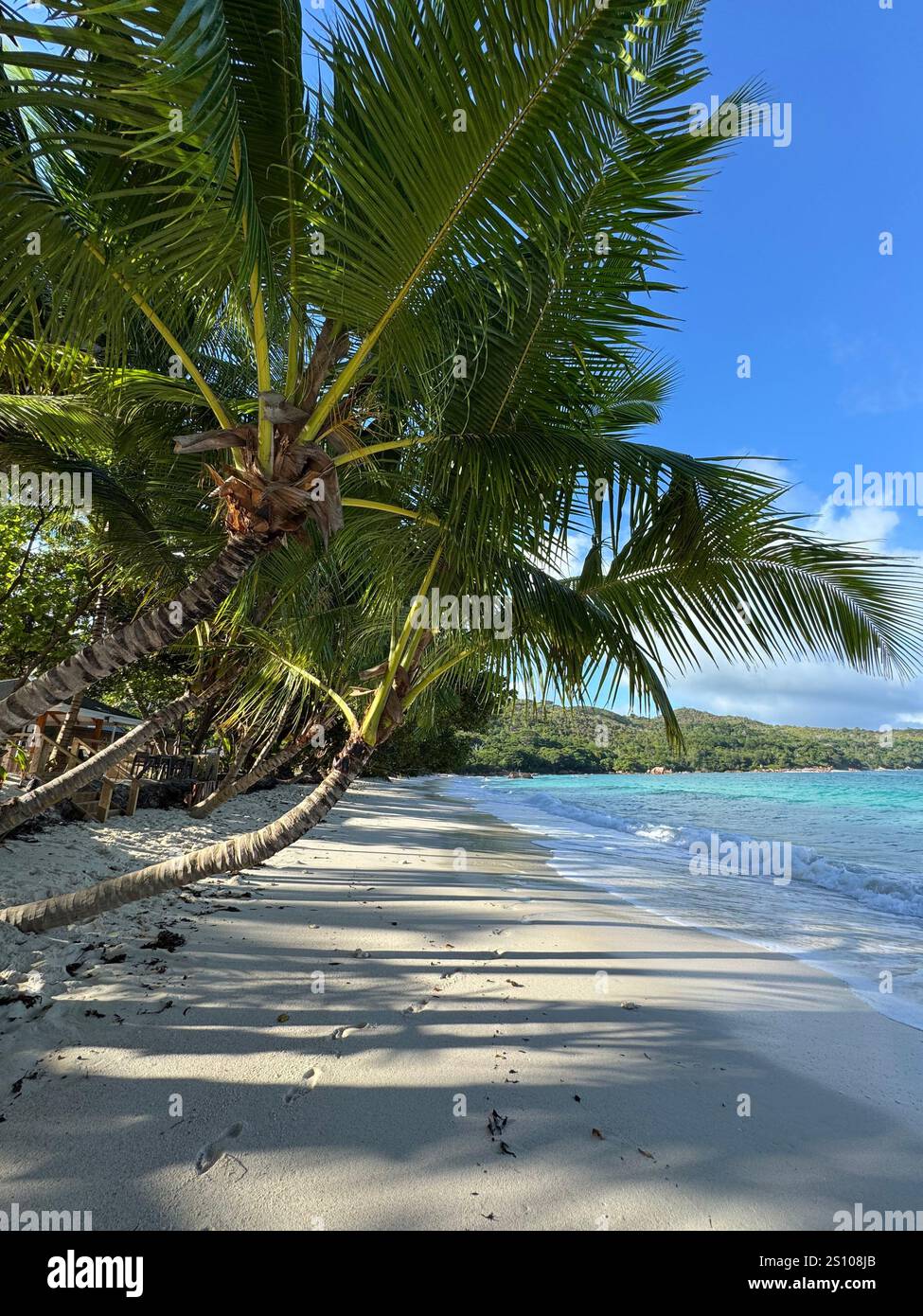 Palm tree on a white sandy beach - Smartphone Captured Stock Image