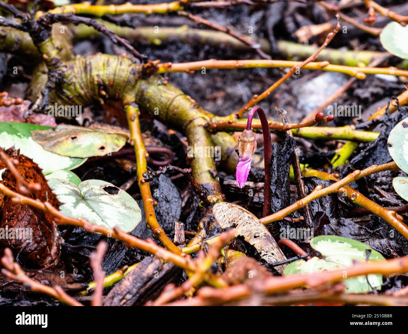 A single bud of Cyclamen coum emerging through willow shoots in the early spring Stock Photo