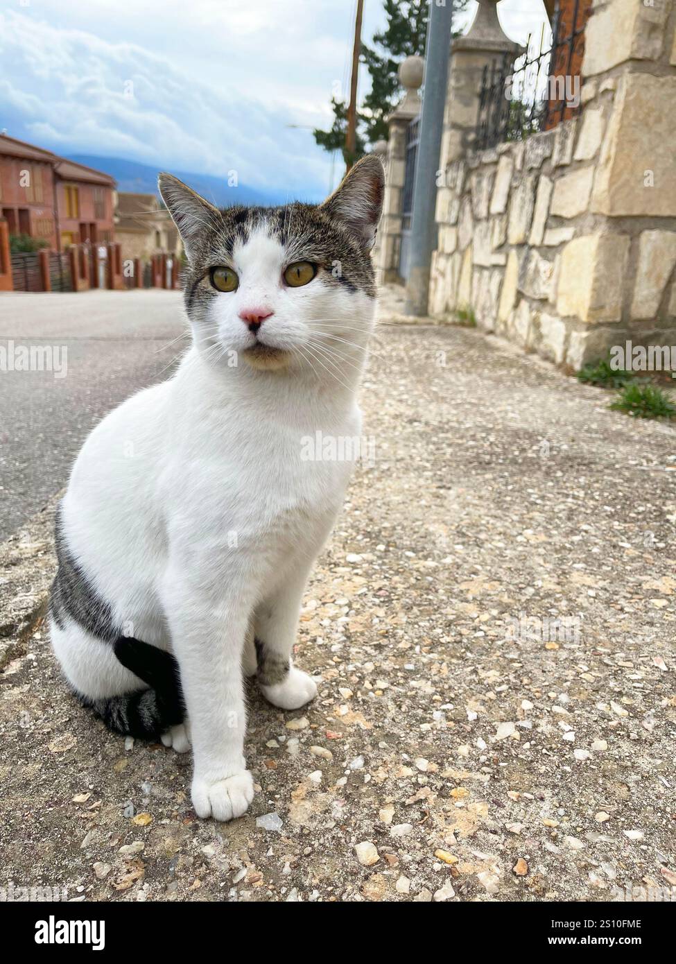 Stray cat. - Smartphone Captured Stock Image