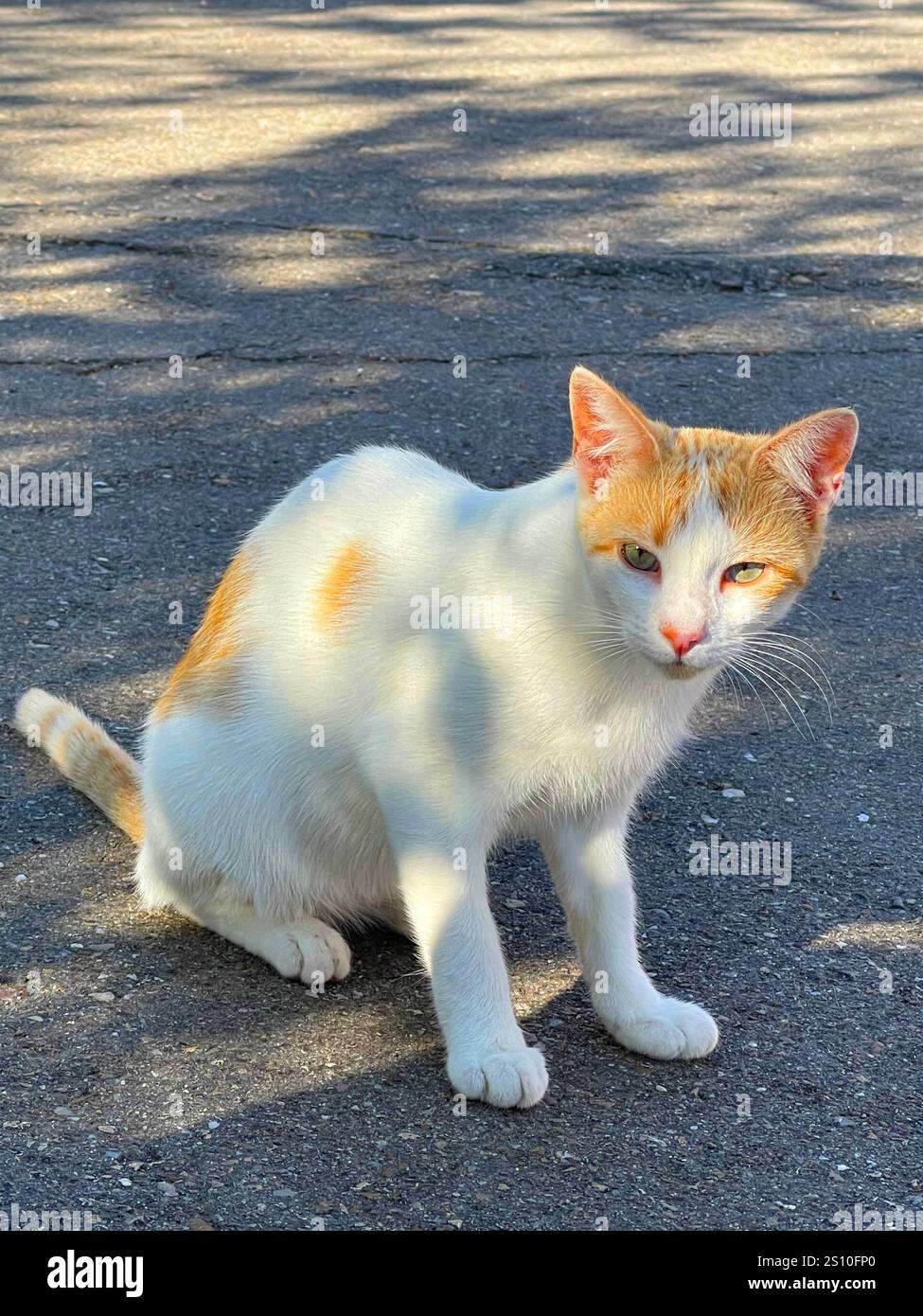 Tabby and white cat sitting. - Smartphone Captured Stock Image