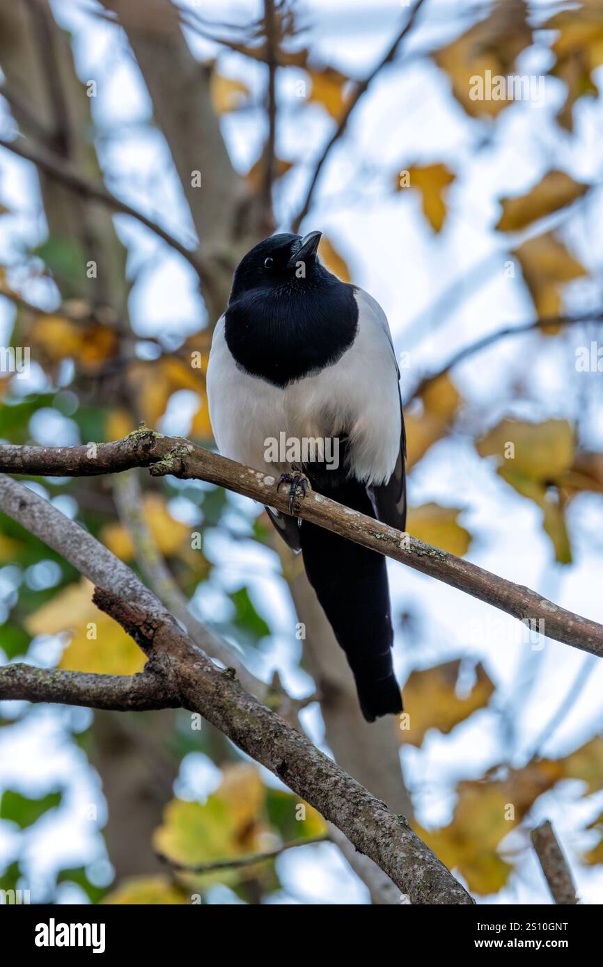 Magpie Insects The Eurasian Magpie eats insects, fruits, and seeds. Photo captured at ...