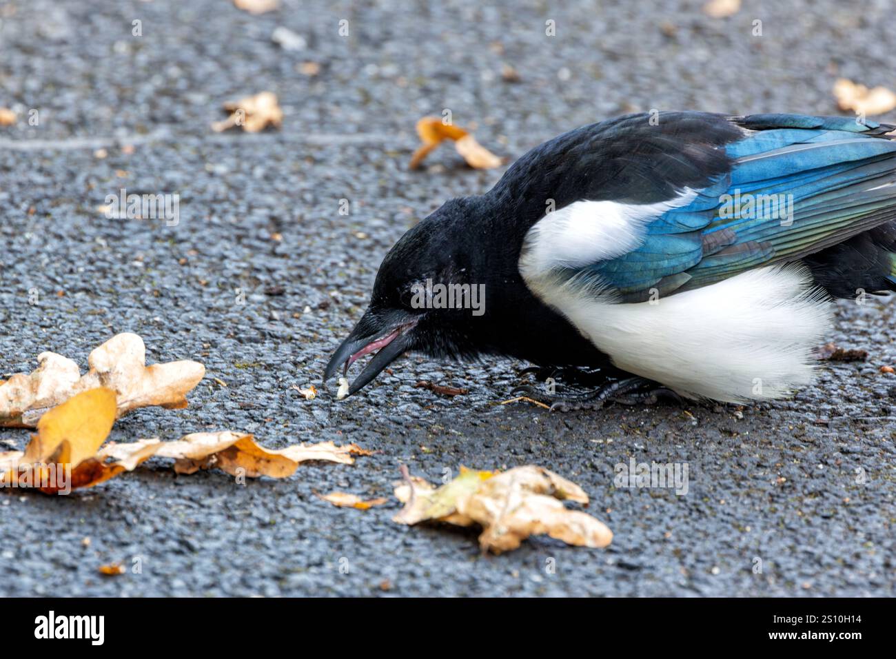 Magpie Insects The Eurasian Magpie eats insects, fruits, and seeds. Photo captured at ...
