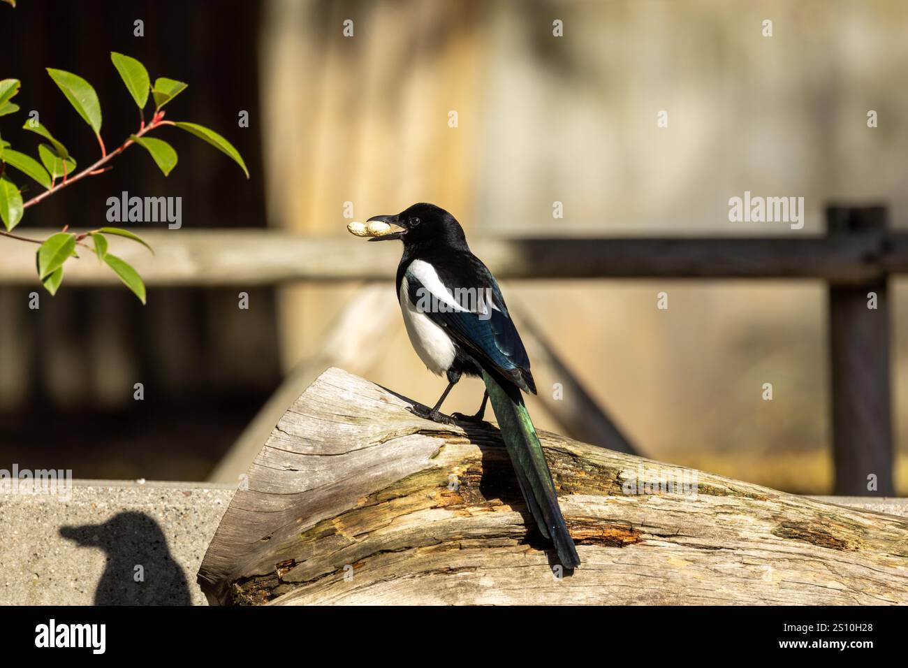 Magpie Insects The Eurasian Magpie eats insects, fruits, and seeds. Photo captured at ...