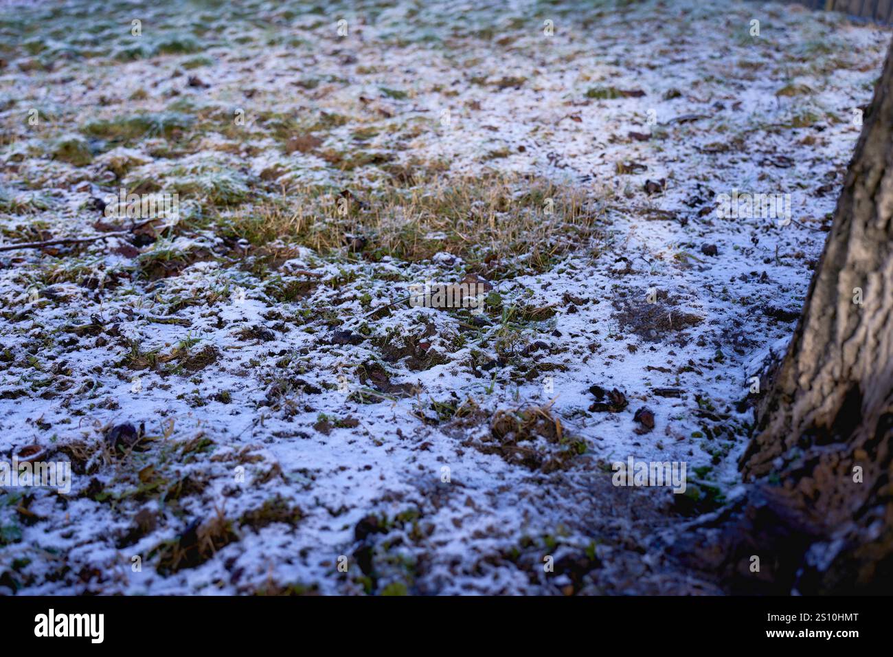 green grass covered with a layer of first snow Stock Photo - Alamy