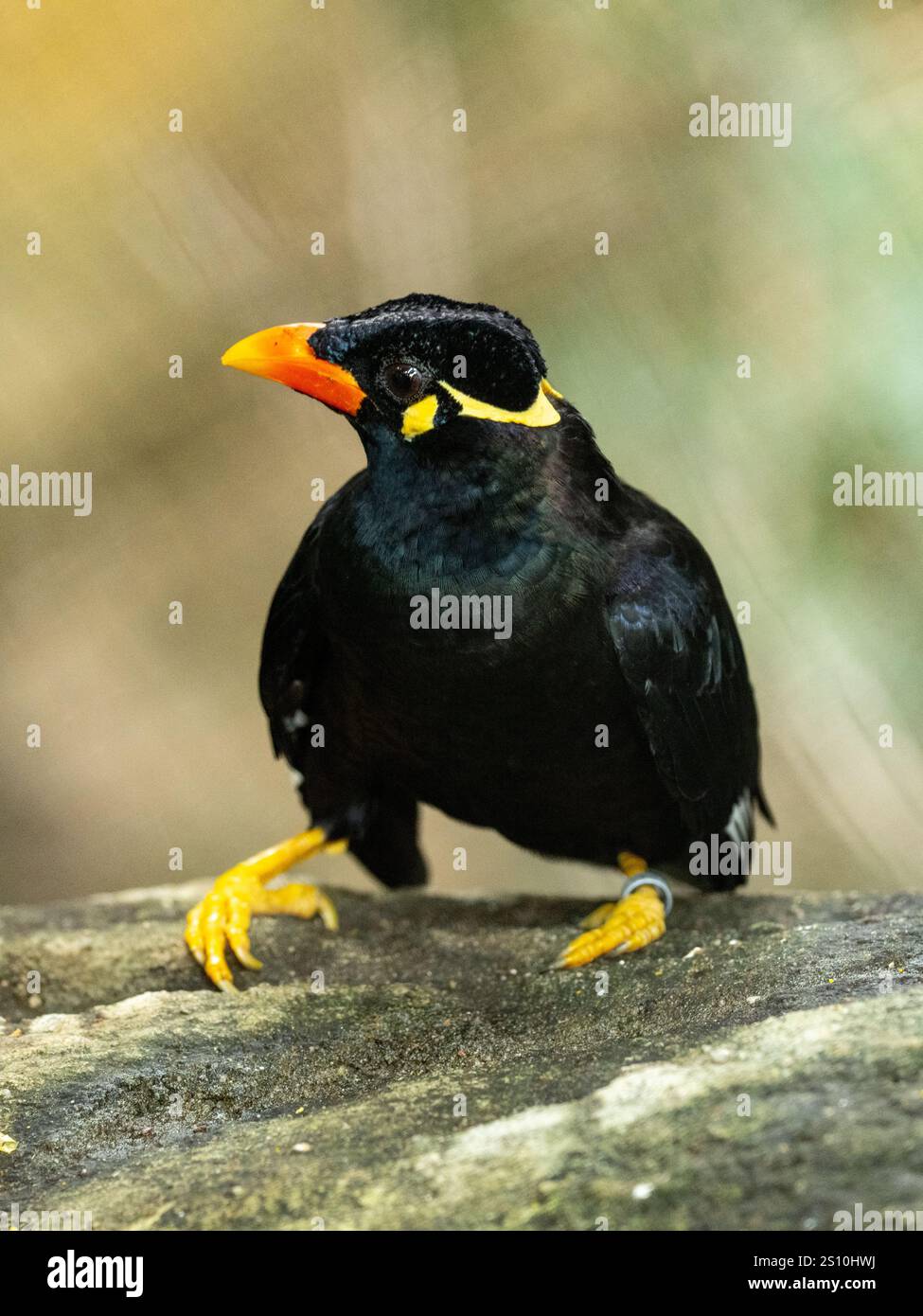 Common Hill Myna on a stone Stock Photo