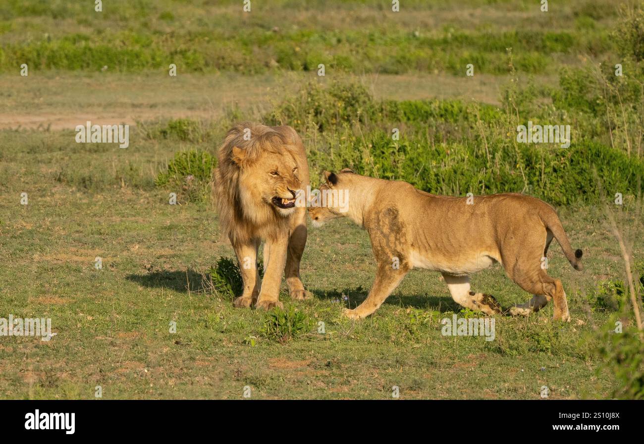 Pair of lions (Pantera Leo) preparing to mate Stock Photo - Alamy