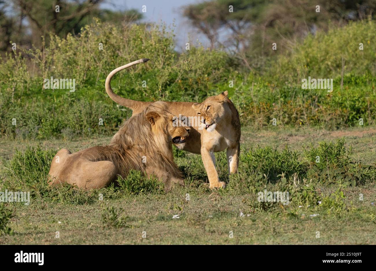 Pair of lions (Pantera Leo) preparing to mate Stock Photo - Alamy