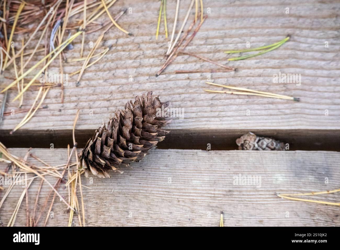 A wooden board with two cones on it.  Pine needles are scattered around the cones. Stock Photo