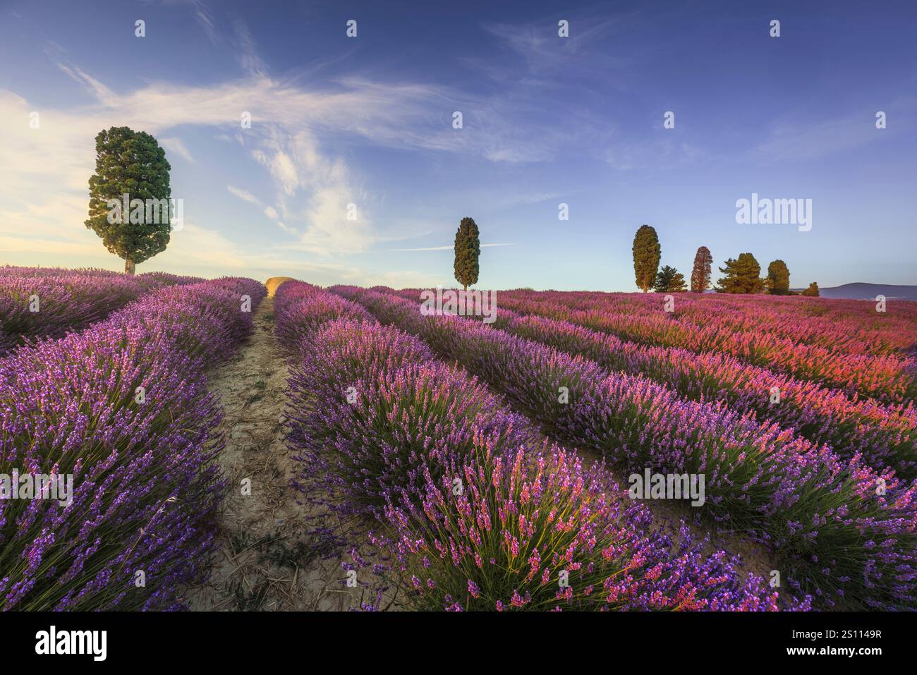 Lavender fields and trees at sunset. Orciano Pisano, Pisa province, Tuscany region, Italy, Europe Stock Photo