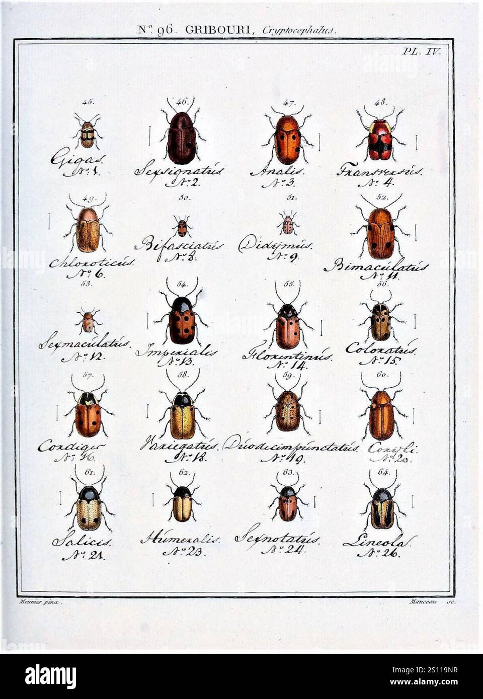 Entomologie, ou, Histoire naturelle des insectes (No. 96 Cryptcephalus ...