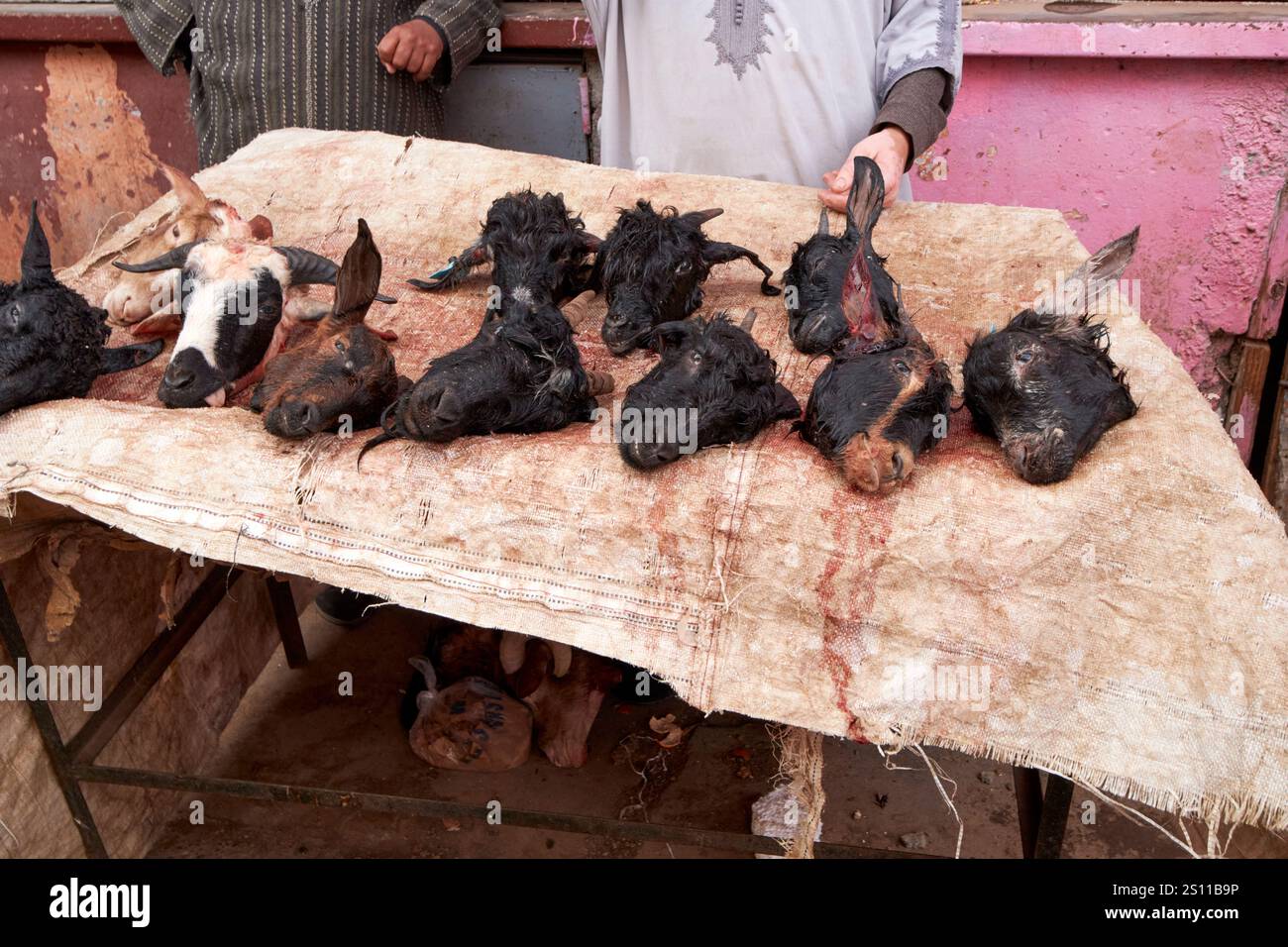 freshly killed goats heads for sale at traditional berber market day amazigh market asni morocco Stock Photo