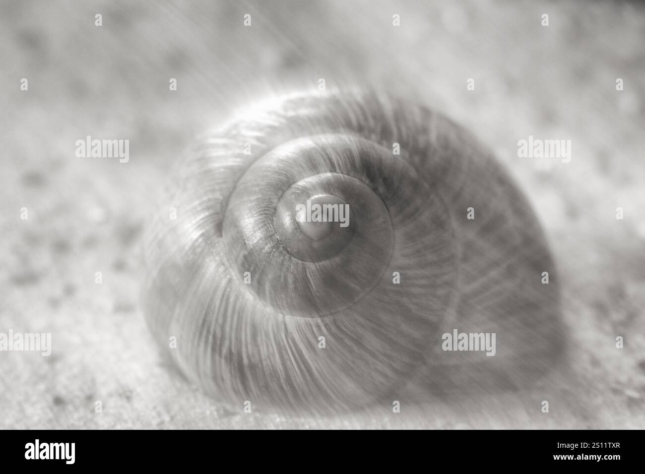 Mussel life cycle hi-res stock photography and images - Alamy
