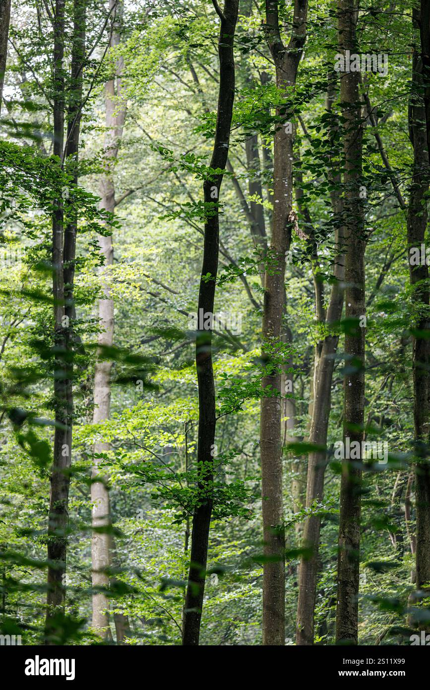 Forest, Havre Woods, at Bois d'Havre near Mons, Belgium Stock Photo