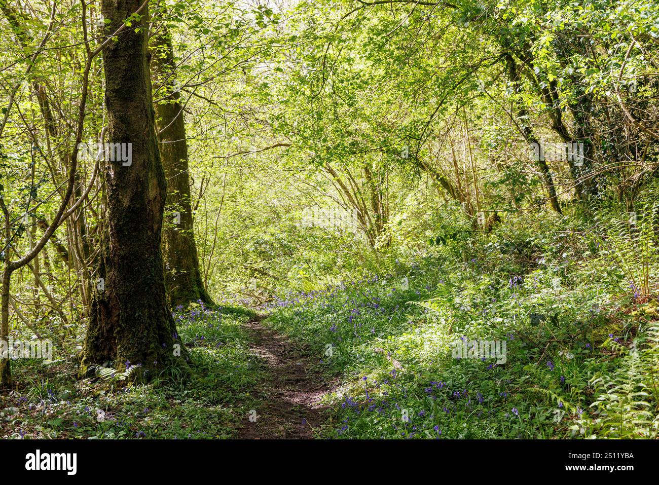 Forest footpath with bluebells, Coed y Cerrig nature reserve, Wales, UK Stock Photo