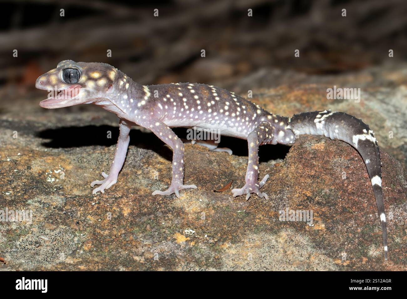Sitemapcdatahttpsomobeldreferenzcomis The Geico Gecko Australian
