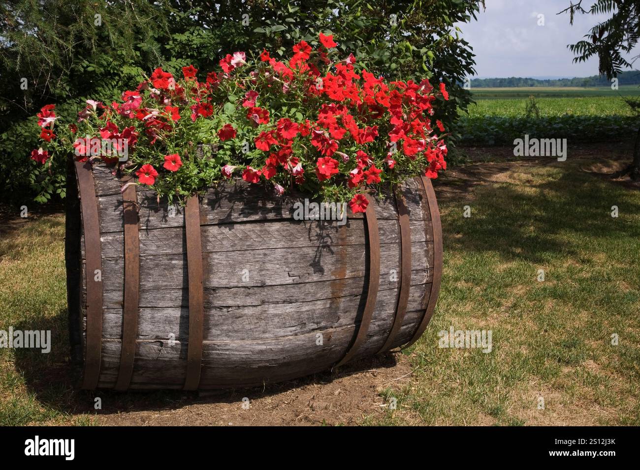Close-up of old wooden whiskey barrel repurposed as a planter with red ...