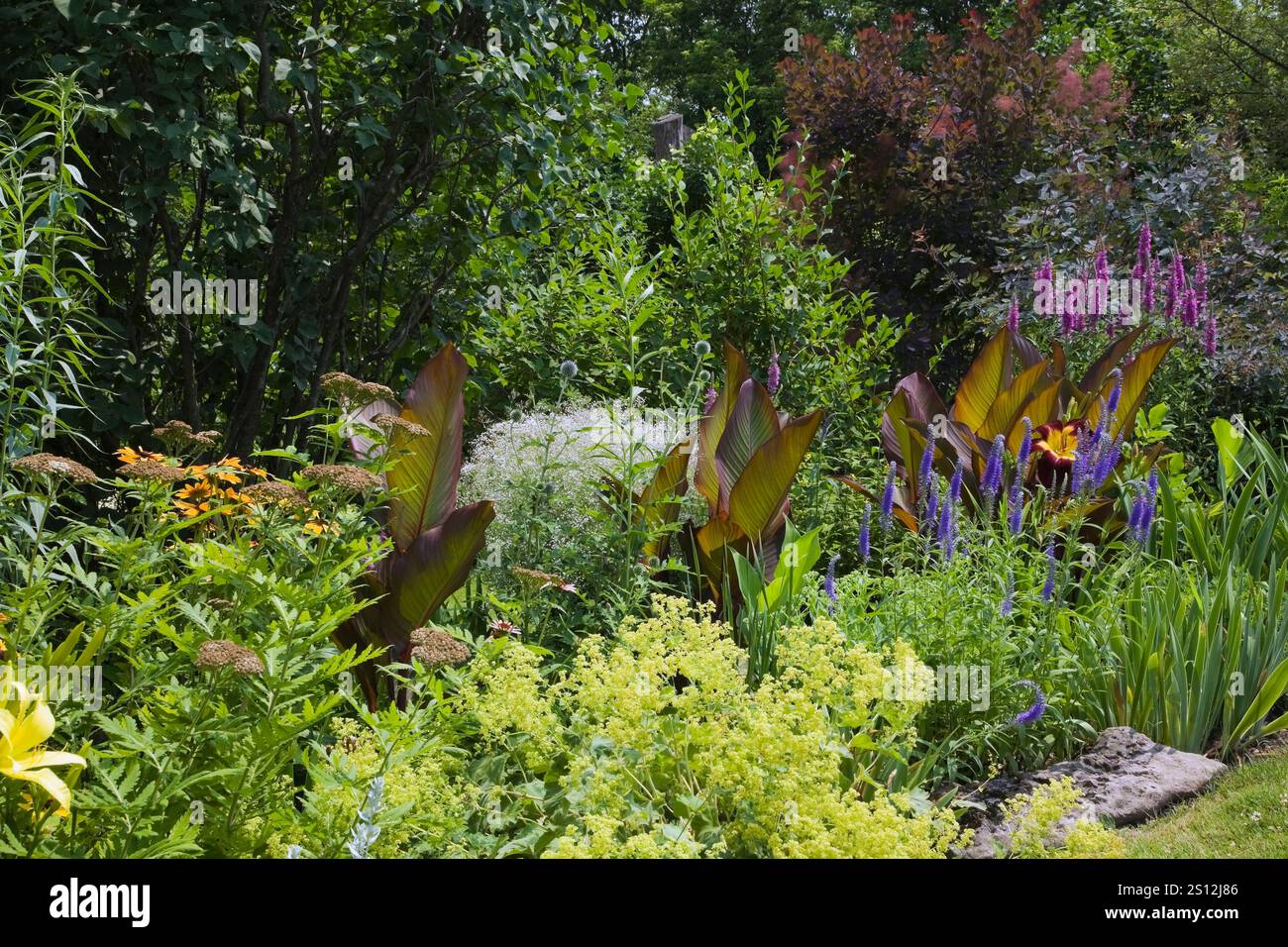 Perennials ladys mantle hi-res stock photography and images - Alamy