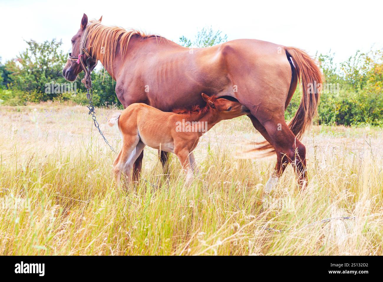 Mare and her foal stand in a grassy field, foal nursing from the mare, demonstrating their natural bond. Serene rural setting underscores nurturing be Stock Photo
