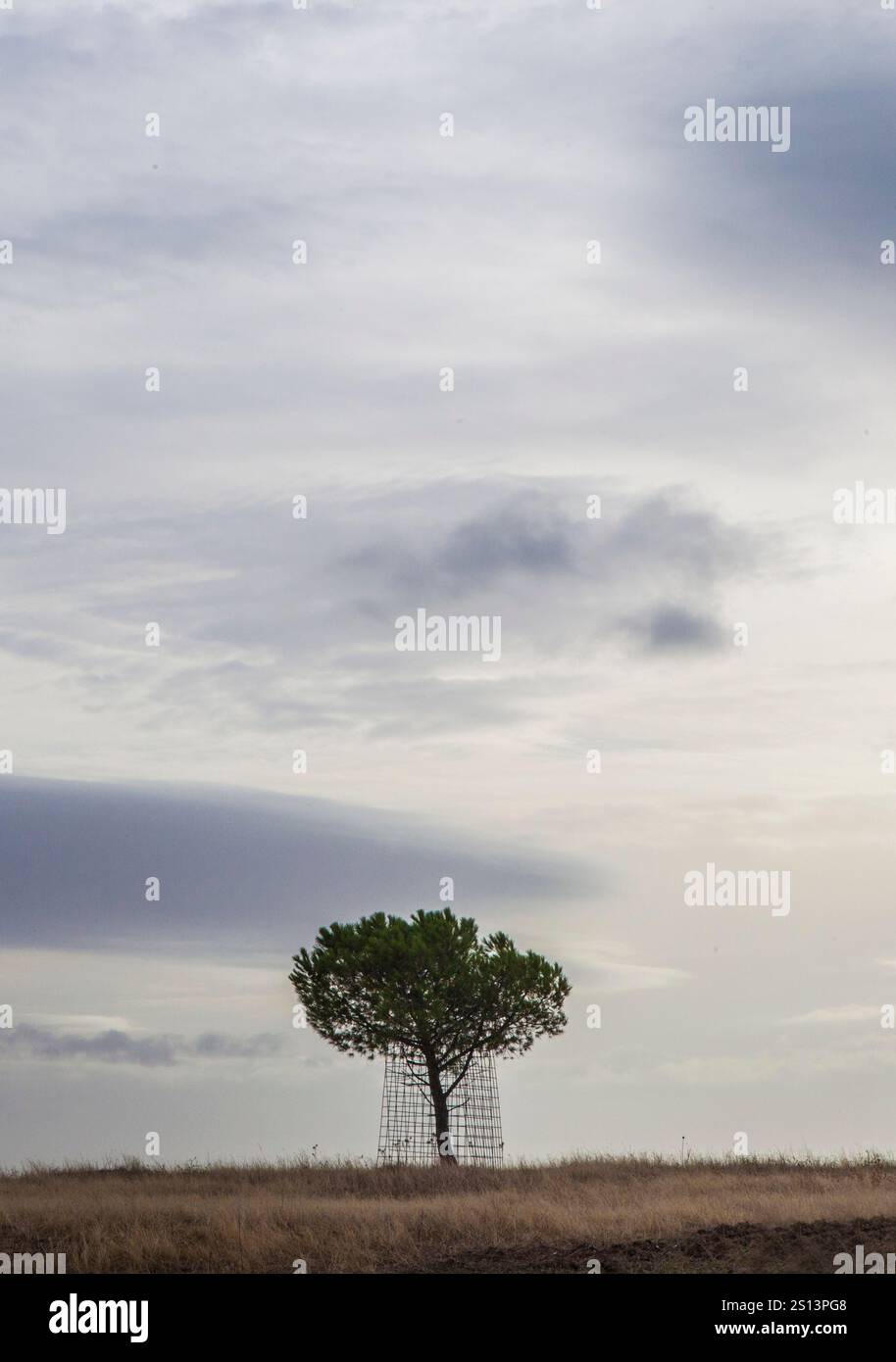 Young tree protected with iron mesh. Big game hunting estate Stock Photo