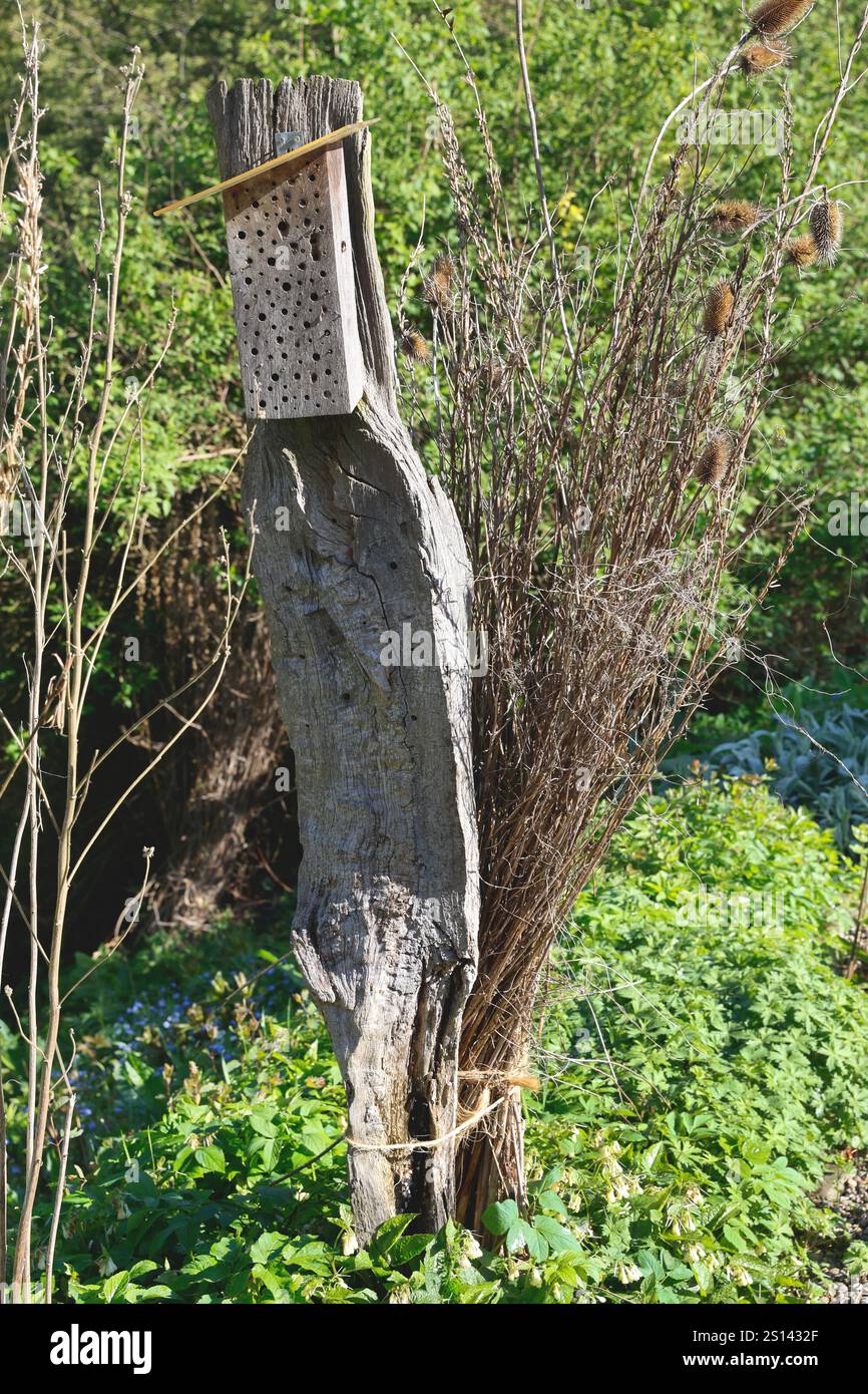 dry, faded shrubs in the garden provide shelter for insects and small animals , Germany Stock Photo