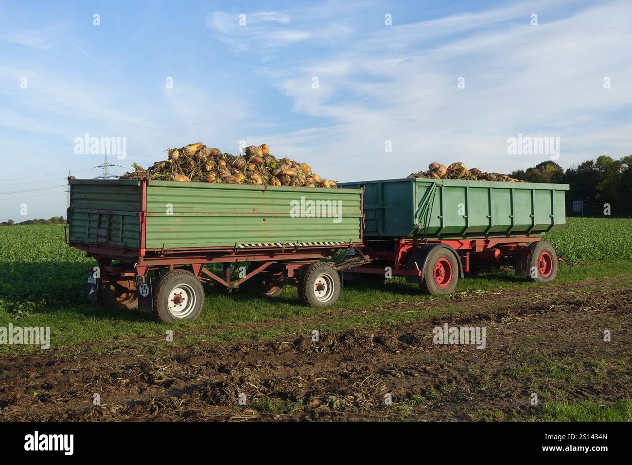 Root beet (Beta vulgaris), harvested beets on a trailer in the field, Germany, North Rhine-Westphalia Stock Photo