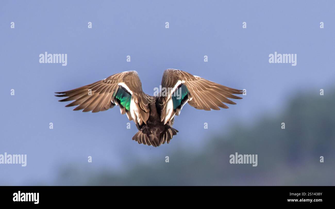 A bird in flight, viewed from behind. The bird's wings are spread wide, displaying brown and blue feathers. The background is blurred, Stock Photo