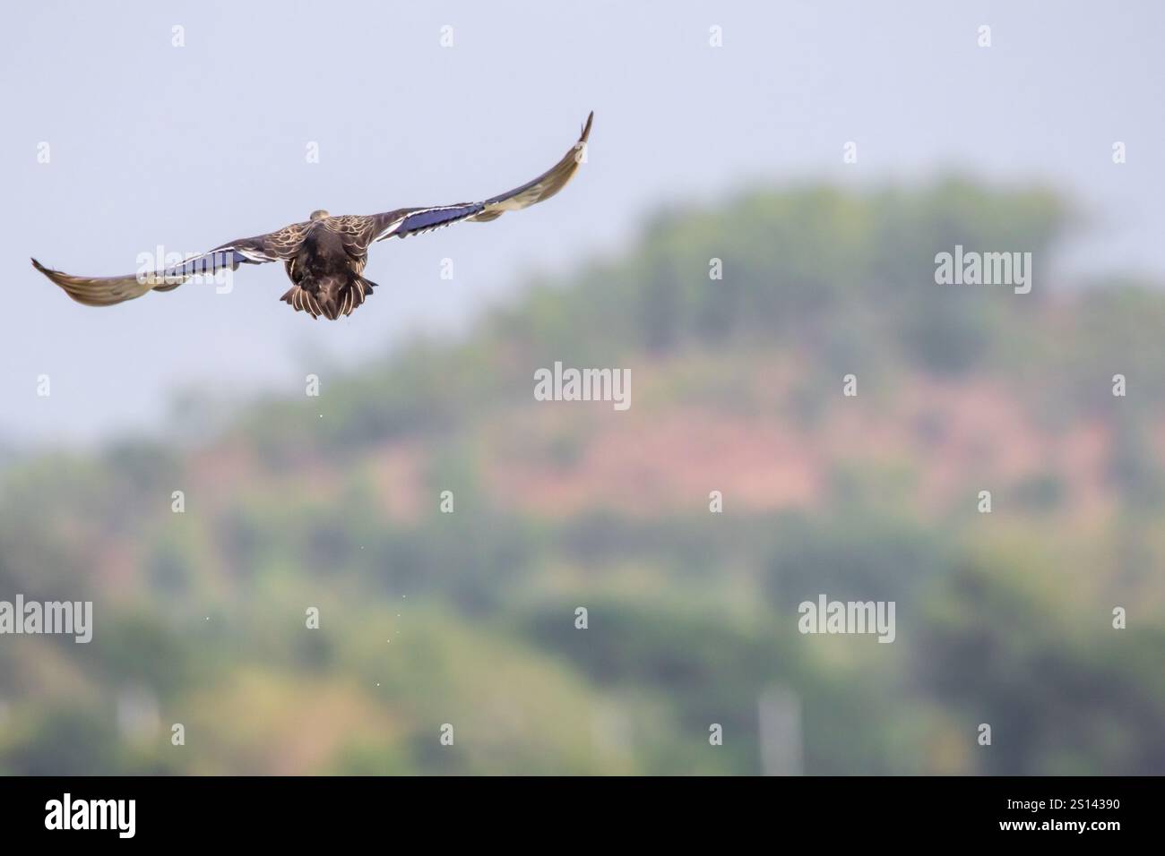 A bird in flight, viewed from behind. The bird's wings are spread wide, displaying brown and blue feathers. The background is blurred, Stock Photo