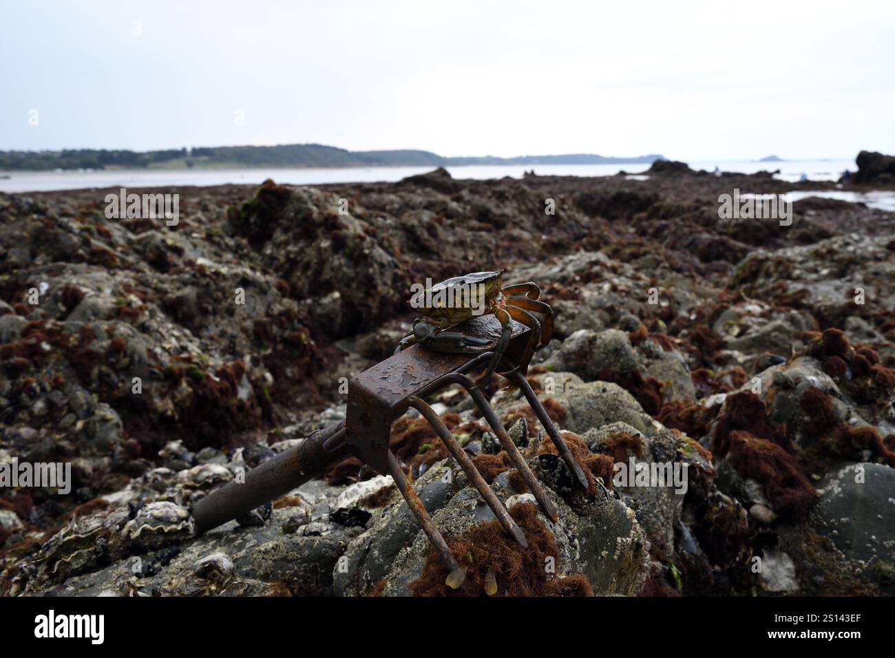 crab on an old rusty rake at low tide in the rocky littoral, rocks overgrown with seaweed provide shelter for many sea creatures, France, Brittany, Er Stock Photo