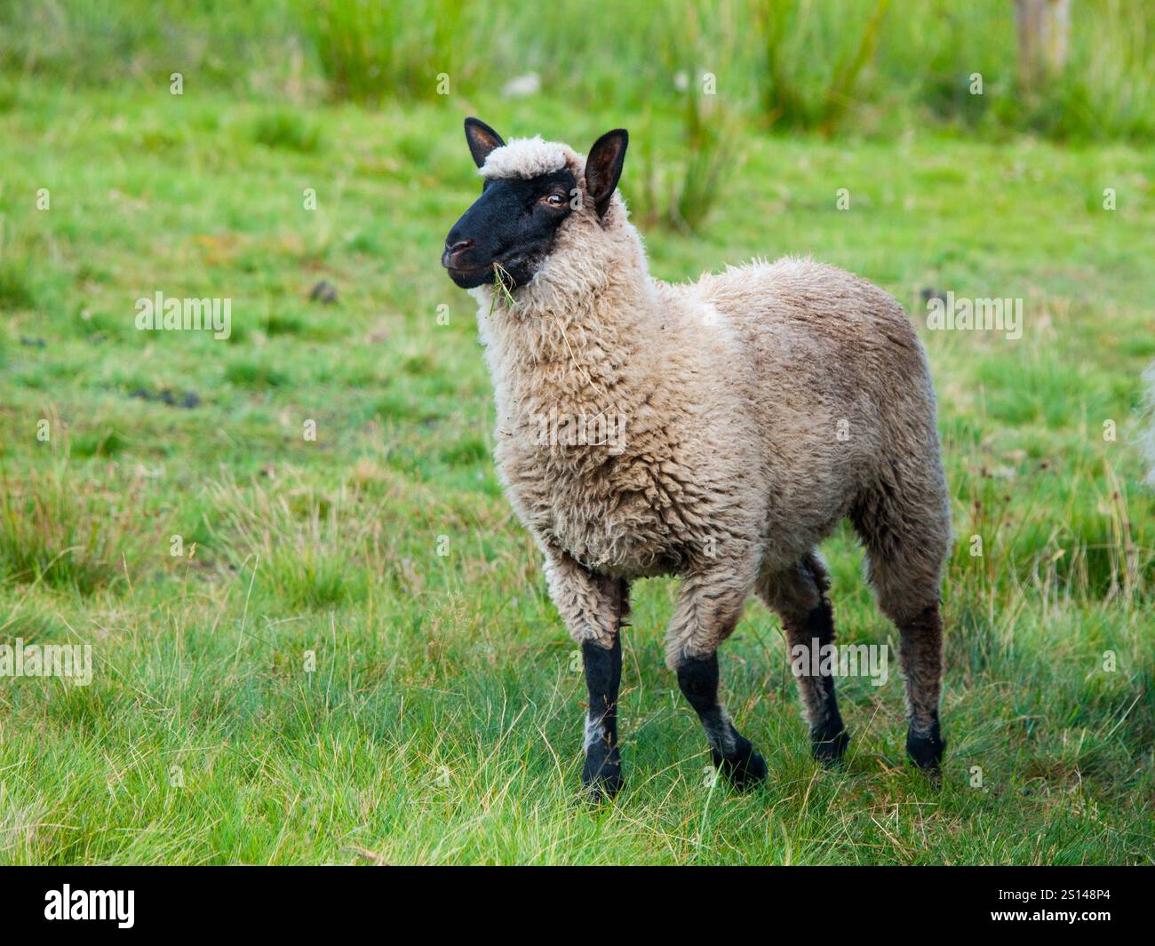 Black face suffolk sheep hi-res stock photography and images Black face suffolk sheep hi-res stock photography and images