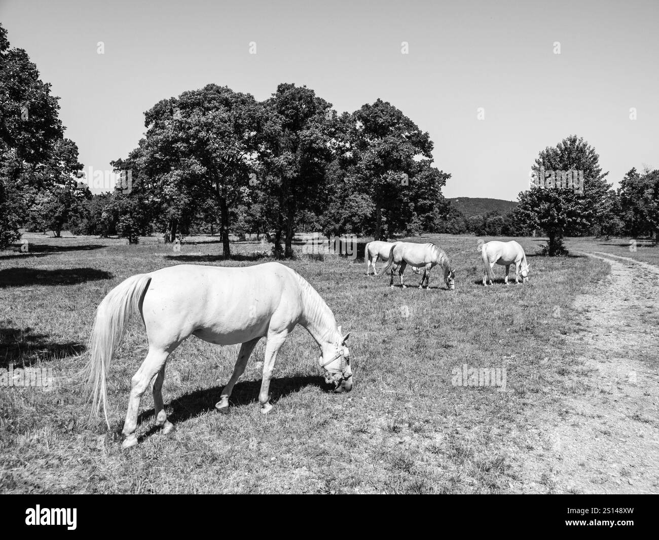 Lipizzaner horse Black and White Stock Photos & Images - Alamy