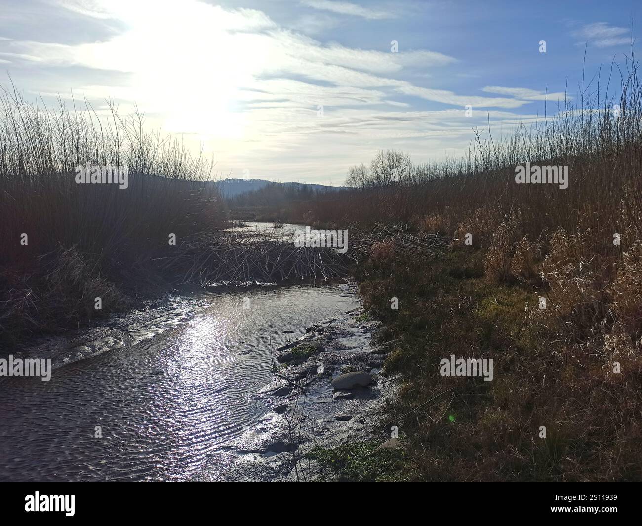beaver in the wild. Beaver dam. large beaver dam made of branches on ...